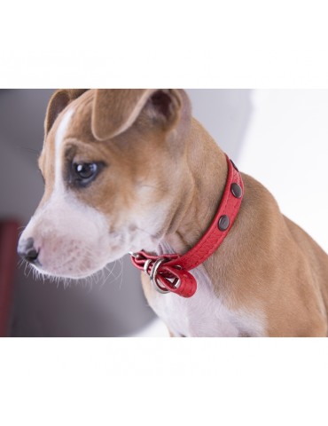 DG01 Leather Dog Collar